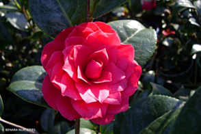 Camellia Red Red Rose