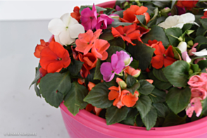 Impatiens Impulse Tray