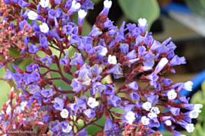 Limonium perezii Blue