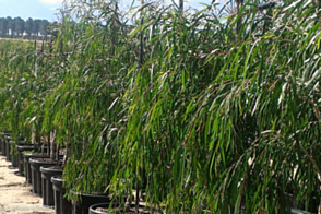 Melaleuca leu. Fine Leaf