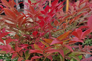 Nandina 'SEIKA' PPAF Obsession <span class="pbr">(PBR)</span>