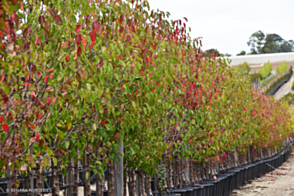 Pyrus calleryana Aristocrat