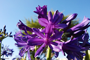 Agapanthus Sugar Plum <span class="pbr">(PBR)</span>