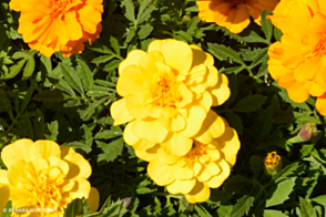 Marigold Boy O Boy Yellow Tray