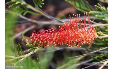 Grevillea Brush Tail Red <span class="pbr">(PBR)</span>