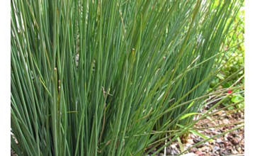 Juncus pallidus