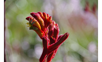 Anigozanthos Big Red