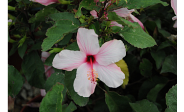 Hibiscus Apple Blossom