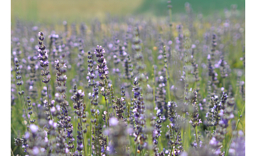 Lavender Miss Donnington