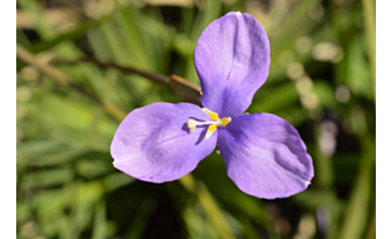 Patersonia occidentalis