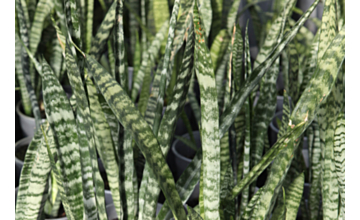 Sansevieria tri  (Green)