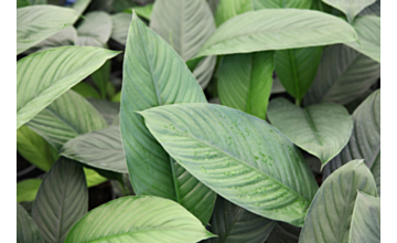 Spathiphyllum Sensation