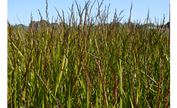 Baumea juncea