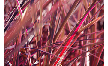 Cordyline Electric Pink <span class="pbr">(PBR)</span>