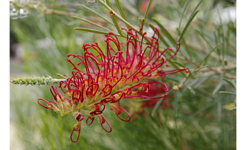 Grevillea RSL Spirit of ANZAC <span class="pbr">(PBR)</span>