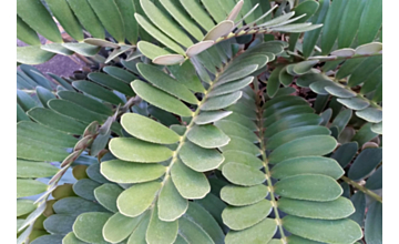 Zamia furfuracea