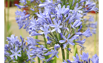 Agapanthus Blue Storm <span class="pbr">(PBR)</span>