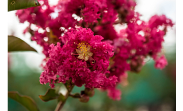 Lagerstroemia Tuscarora