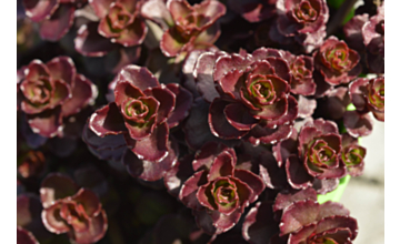 Sedum Purpurea Tray