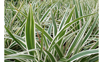 Dianella Hybrid Variegated