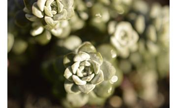 Sedum Cape Blanco Tray