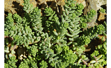 Sedum Little Gem Tray