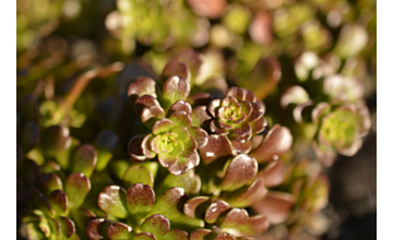 Sedum Copper Mound Tray