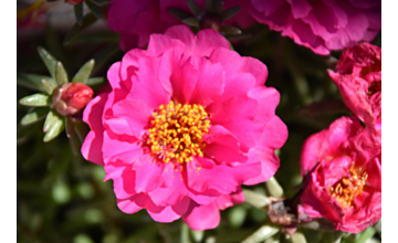 Portulaca Sundial Fuchsia Tray