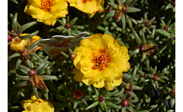 Portulaca Sundial Gold Tray