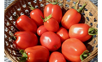 Tomato Roma Tray