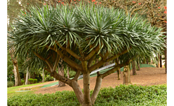 Dracaena Draco