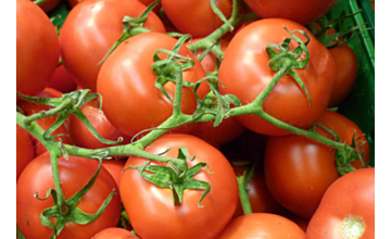 Tomato Gourmet Truss Tray