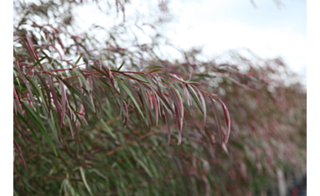 Agonis flexuosa Burgundy