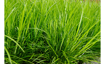 Liriope Evergreen Giant