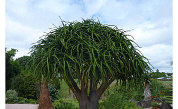 Aloe Barberae