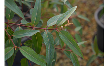 Angophora costata