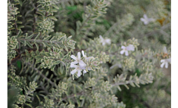 Westringia fruticosa Smokey