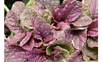 Ajuga Burgundy Glow