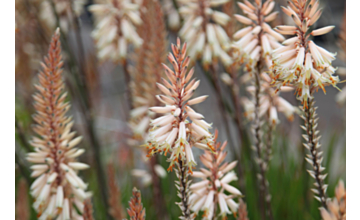 Aloe Fairy Pink <span class="pbr">(PBR)</span>