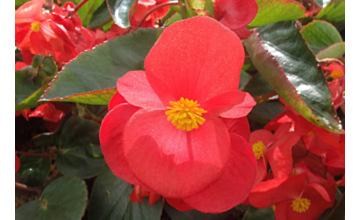 Begonia Dragon Wing Red