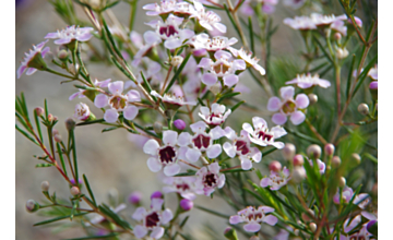 Chamelaucium Della