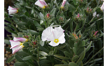 Convolvulus cneorum