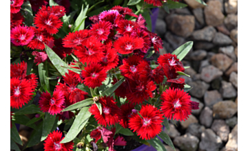 Dianthus Red