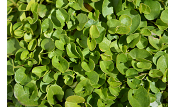 Dichondra repens