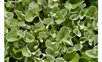 Dichondra Silver Falls