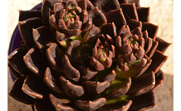 Echeveria Chocolate