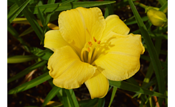 Hemerocallis Stella Bella