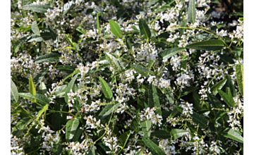 Hardenbergia White Out