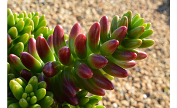 Sedum rubrotinctum Jelly Bean