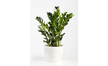 Zamioculcas ZZ Plant